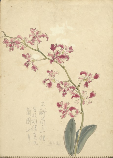 石斛蘭(彩色)的圖片