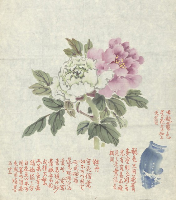 牡丹的圖片