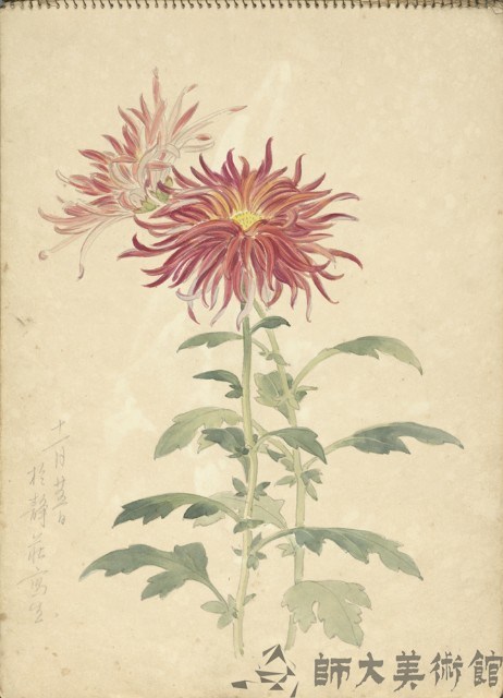紅菊(彩色)藏品圖，第1張
