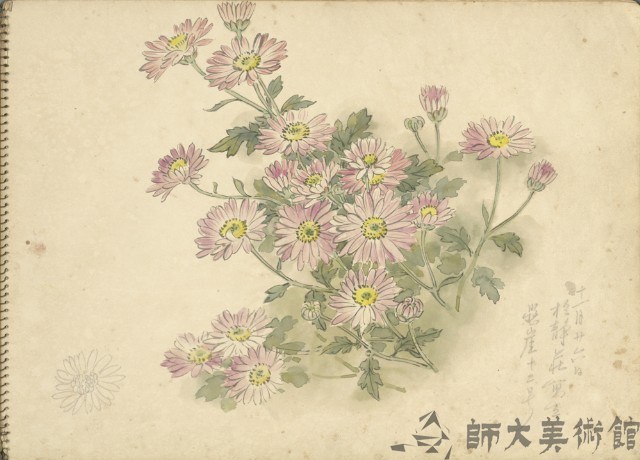 小紫菊(彩色)藏品圖，第1張