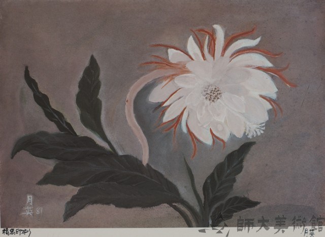 瓊花(1)藏品圖，第1張