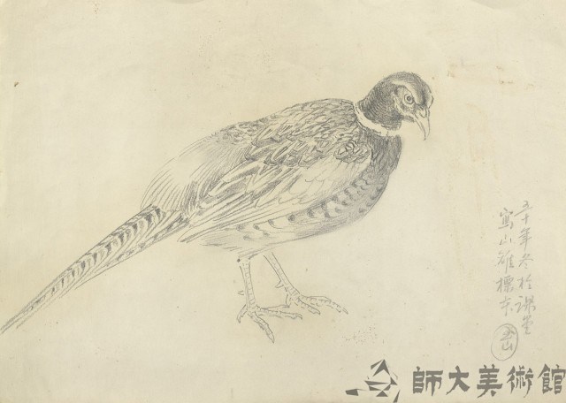 雉雞標本藏品圖，第1張