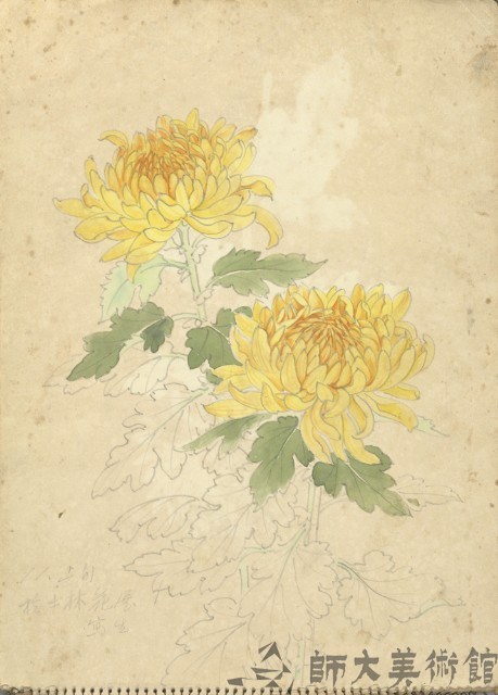 百葉黃菊(彩色)藏品圖，第1張