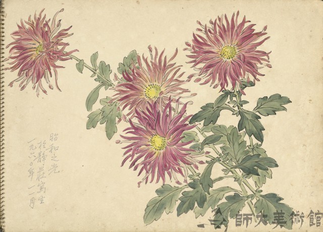 紫菊花(彩色)藏品圖，第1張