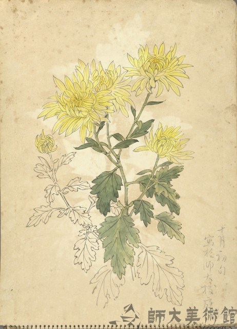 黃菊(彩色)藏品圖，第1張