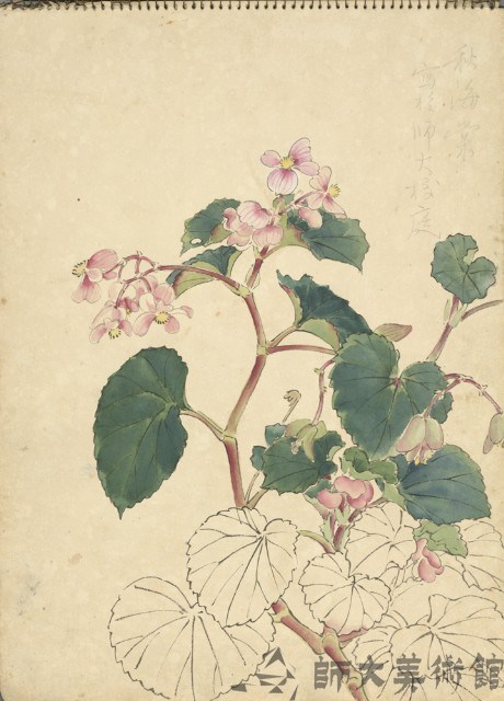 海棠花(彩色)藏品圖，第1張