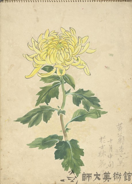黃菊(彩色)藏品圖，第1張