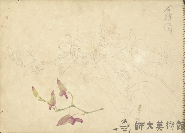 石斛蘭(彩色)藏品圖，第1張