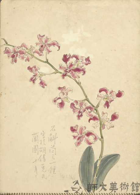 石斛蘭(彩色)藏品圖，第1張