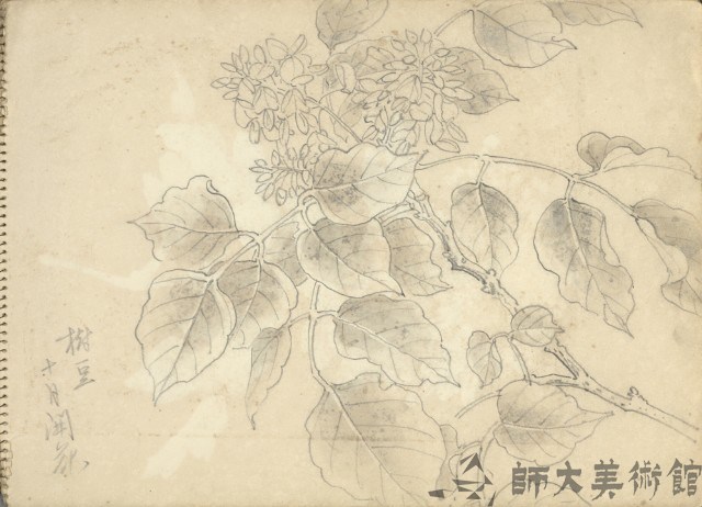 樹豆藏品圖，第1張