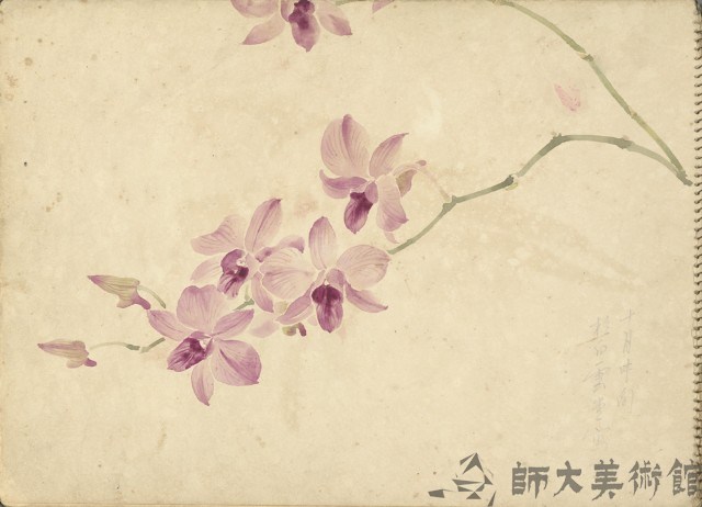 石斛蘭(彩色)藏品圖，第1張