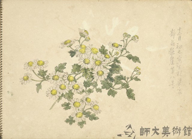 小白菊(彩色)藏品圖，第1張
