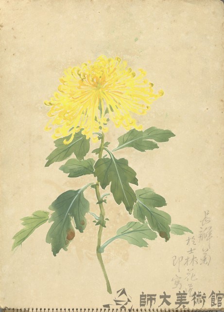 長瓣菊(彩色)藏品圖，第1張