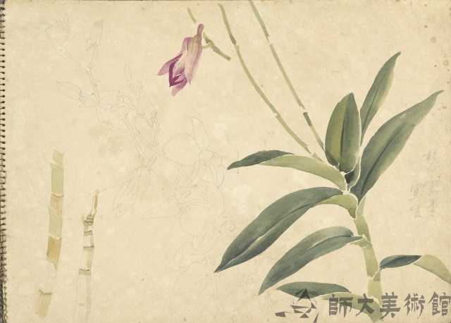 石斛蘭(彩色)藏品圖，第1張