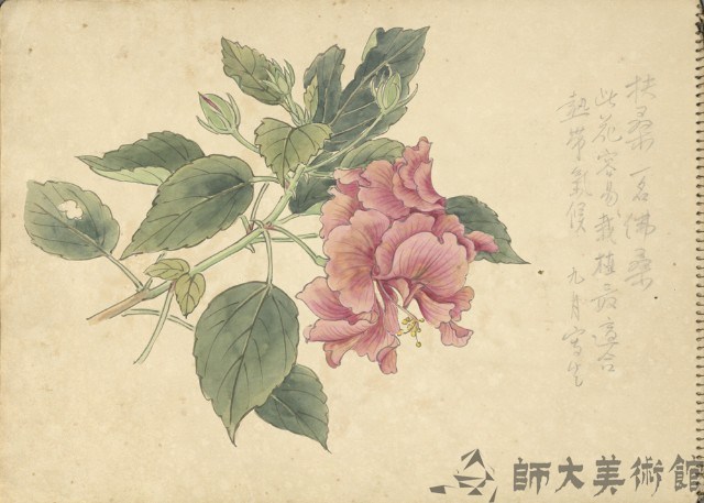 扶桑(彩色)藏品圖，第1張