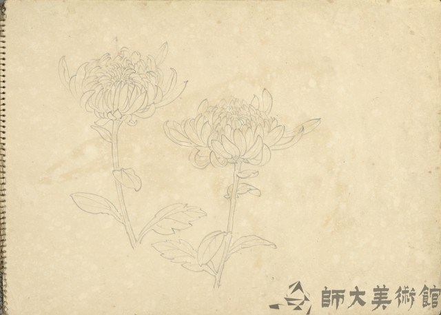 菊花藏品圖，第1張