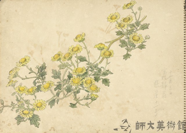 小黃菊(彩色)藏品圖，第1張