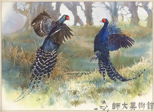 打鬥中的帝雉雄鳥藏品圖，第1張