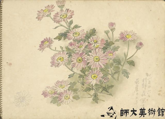 小紫菊(彩色)藏品圖，第1張
