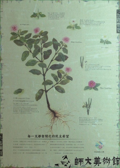 每一天都會開花的民主希望—日日春藏品圖，第1張
