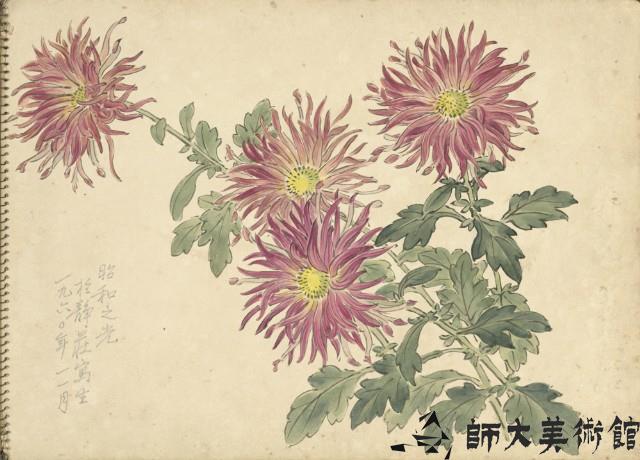 紫菊花(彩色)藏品圖，第1張