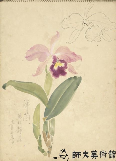 洋蘭(彩色)藏品圖，第1張
