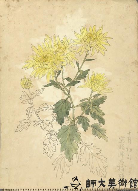 黃菊(彩色)藏品圖，第1張