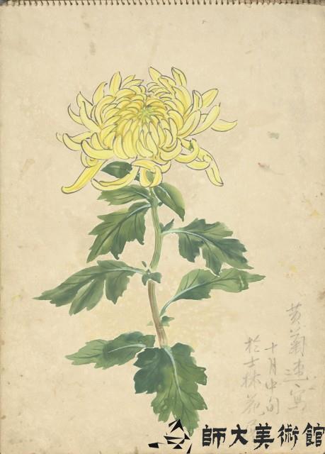 黃菊(彩色)藏品圖，第1張