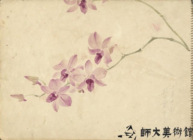 石斛蘭(彩色)藏品圖，第1張