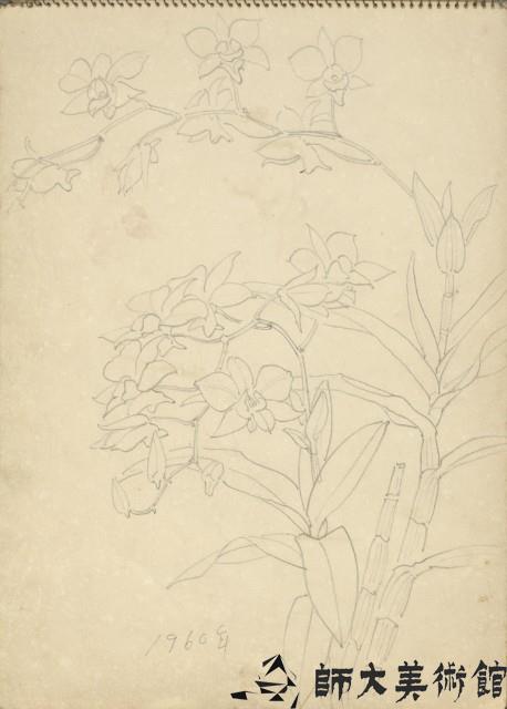石斛蘭藏品圖，第1張