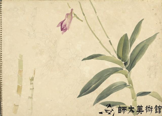 石斛蘭(彩色)藏品圖，第1張
