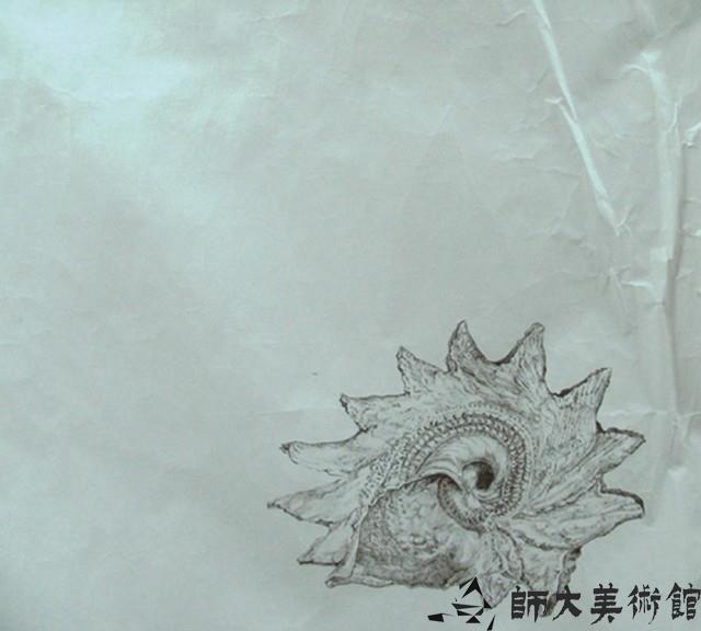 貝殼藏品圖，第1張