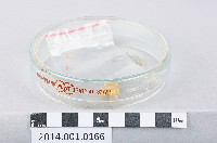 電鍍用金藏品圖，第1張