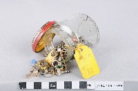 墊片、螺絲、螺帽(以紅色瓶蓋玻璃瓶裝盛)藏品圖，第1張