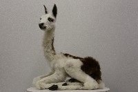羊駝標本藏品圖，第1張