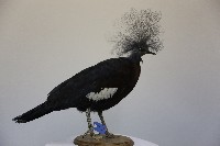 紫胸鳳冠鳩標本藏品圖，第1張