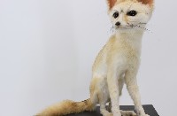 耳廓狐標本藏品圖，第1張