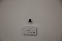 蠅藏品圖，第1張