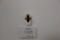 松緣椿象藏品圖，第1張