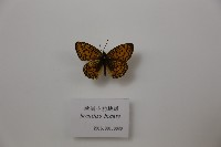 歐洲小豹蛺蝶藏品圖，第1張