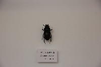 歐洲深山鍬形蟲藏品圖，第1張