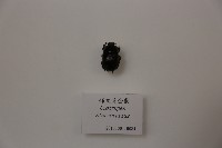 條文糞金龜藏品圖，第1張