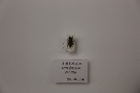 小灰長腳天牛藏品圖，第1張