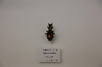 青胸黃金步行蟲藏品圖，第1張