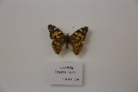 小紅蛺蝶藏品圖，第1張