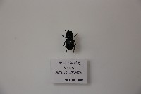 歐洲大鍬形蟲藏品圖，第1張