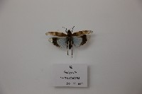 蝗藏品圖，第1張