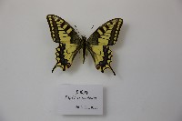 黃鳳蝶藏品圖，第1張