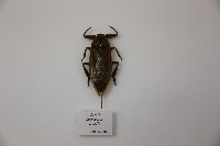 大田鱉藏品圖，第1張