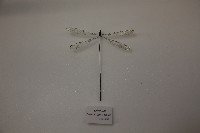 直升機豆娘藏品圖，第1張